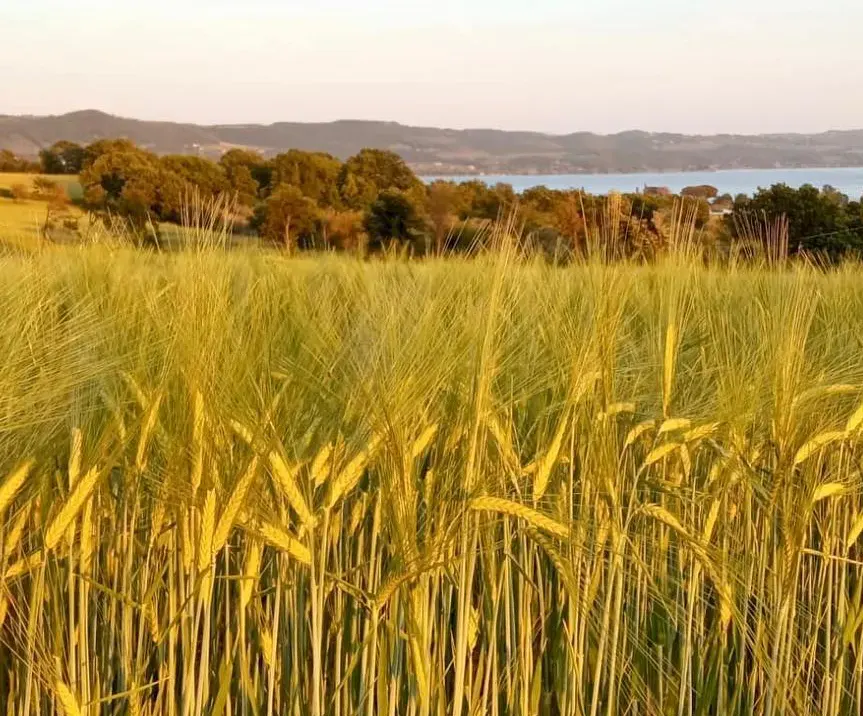 campi di grano borgo podernovo