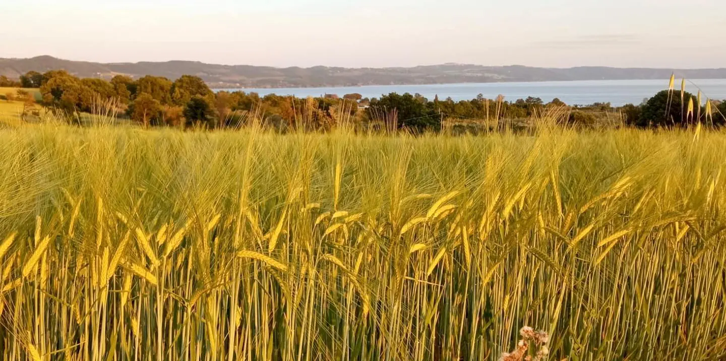 campi di grano a Borgo Podernovo
