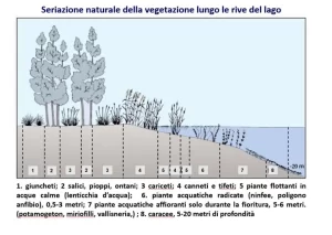 sezione vegetazione ripariale